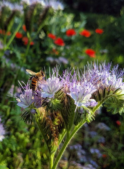 Biene auf Phacelia-Blume
