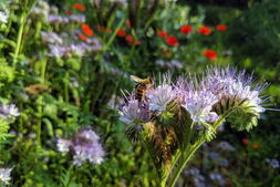 Biene auf lila Phacelia-Blüte
